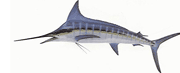 Striped Marlin Fish Info - Cabo San Lucas Charters