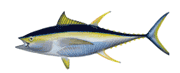 Yellowfin Fish Info - Cabo San Lucas Charters